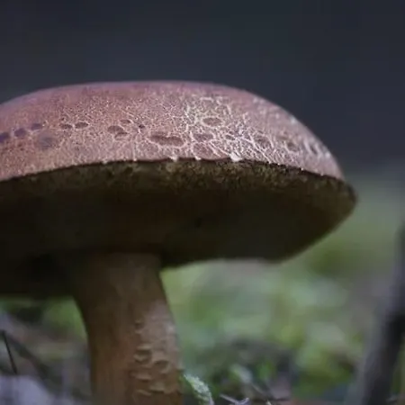 Chalet Chalet Op De Veluwe *