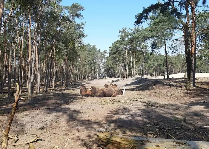 Chalet Chalet Op De Veluwe *
