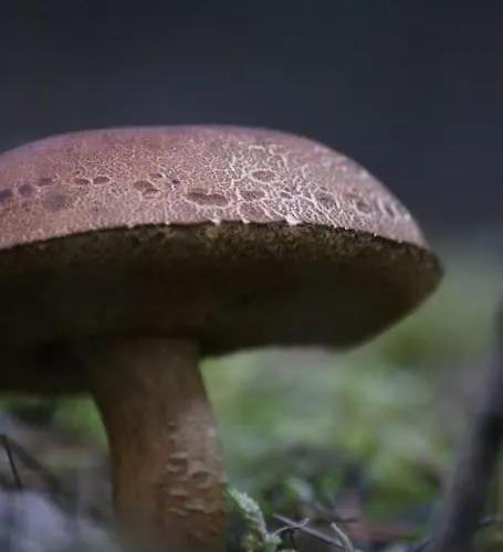 בקתה Chalet Op De Veluwe *